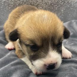 Silver boy - Red male Pembroke Welsh Corgi puppy in Adairsville, Georgia from R&R Corgis
