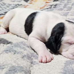 Pokey - Mantle female Great Dane puppy in Castle Rock, Washington from Uber Alles Great Danes