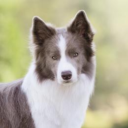 Bean - Border Collie