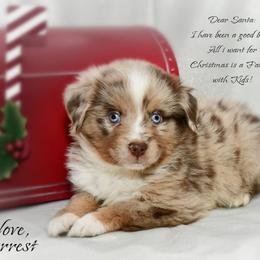 Forrest - Red merle male Australian Shepherd puppy in Ranger, Texas from Outback Mini Aussies