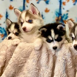 Pomskies from Pawsitively Pomskies