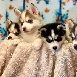 Pomskies from Pawsitively Pomskies