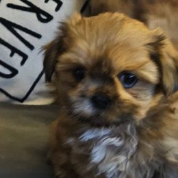 Shih Tzus from Aweont Schock
