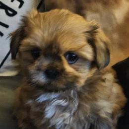 Shih Tzus from Aweont Schock