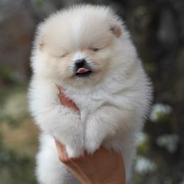 Teddy - Cream male Pomeranian puppy in Denver, Colorado from Diana's Pomeranians