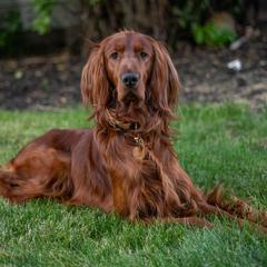 Pippin - Irish Setter