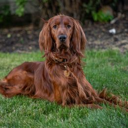 Pippin - Irish Setter