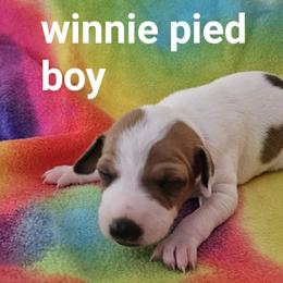 Winnie pied boy - White and red fawn male Italian Greyhound puppy in Phillips, Maine from Maplewood Italian Greyhounds