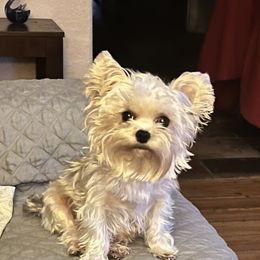 Brooklyn - Yorkshire Terrier