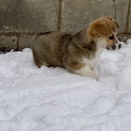 Pembroke Welsh Corgi Puppies from Concerto Corgis