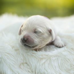 Addie - Light golden female Golden Retriever puppy in Morris, Minnesota from Midwest English Cream Goldens