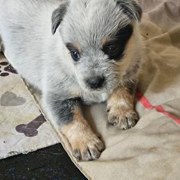 Cooper - Blue speckled male Australian Cattle Dog puppy in Cora, Wyoming from Lyla Hinman's Australian Cattle Dogs