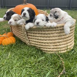 Miniature Schnauzer Puppies from Miniature Schnauzer Paradise llc
