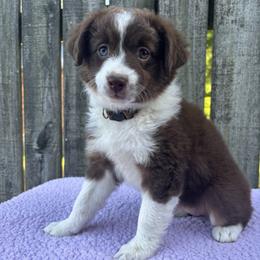 Miniature American Shepherd, Miniature Australian Shepherd, and Toy Australian Shepherd Puppies from Goading Glee Glade