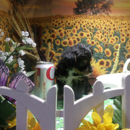 Yorkshire Terrier Puppies from Kristy Jamroz's Yorkshire Terriers