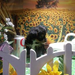 Yorkshire Terrier Puppies from Kristy Jamroz's Yorkshire Terriers