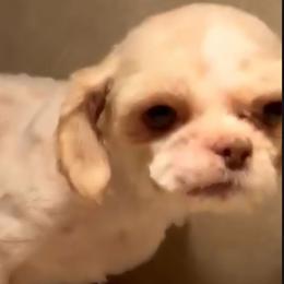 Tanisha - Shih Tzu
