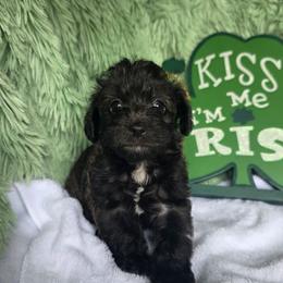 Monica ( Purple collar) - Black and white female Schnoodle puppy in Novinger, Missouri from Stormi Sky Schnoodles