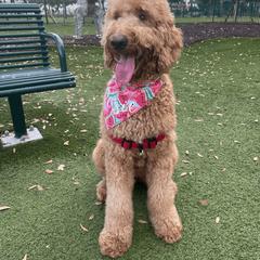 Goldendoodle All Grown Up from Sunshine Doodles