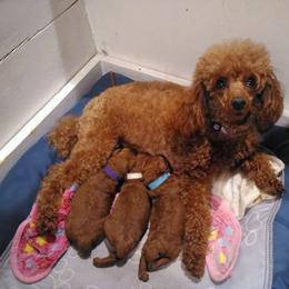 Poodle puppies from Scenic Hills Kennels