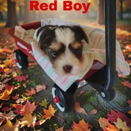 Red boy - Parti male Yorkshire Terrier puppy in Inverness, Florida from Luvayorkie&more
