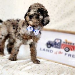 Nirvana - Merle Labradoodle puppy in Phoenix, Arizona from AZ Blue Sky Dogs