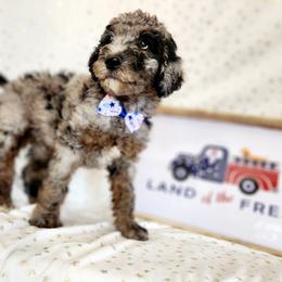 Nirvana - Merle Labradoodle puppy in Phoenix, Arizona from AZ Blue Sky Dogs