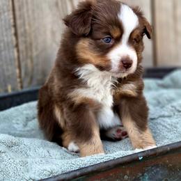 ASH - Red merle male Toy Australian Shepherd puppy in Viking, Minnesota from Son Shine Farm
