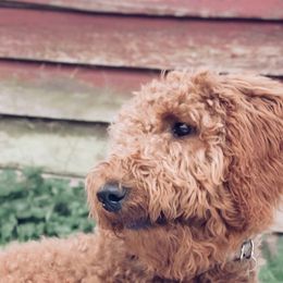 Daisy - Goldendoodle