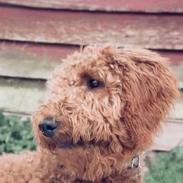 Daisy - Goldendoodle