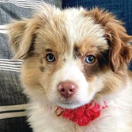 Aussiedoodles, Australian Shepherds, and Miniature Australian Shepherds from Happy Haven Puppies