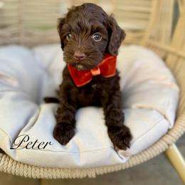 Peter - Chocolate male Australian Labradoodle puppy in Morgan Hill, California from Loving Labradoodle