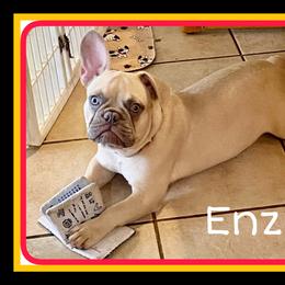 French Bulldog puppies from Springs Frenchies