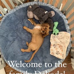 Cavalier King Charles Spaniel Puppies from JNJ Royal Cavaliers