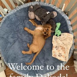 Cavalier King Charles Spaniel Puppies from JNJ Royal Cavaliers