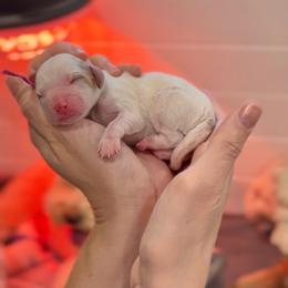 Purple - Blenheim female Cavapoo puppy in Arlington, Texas from Van Haselen Poodles and Doodles