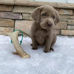 Dilute Retriever and Miniature Schnauzer Puppies from East Front Labradors & Treasure State Schnauzers
