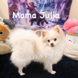 Julia - Pomeranian