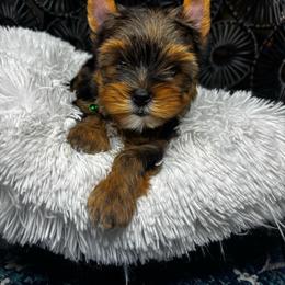 Boy 4 - Black and tan male Yorkshire Terrier puppy in Cornelia, Georgia from Kruz Kennels
