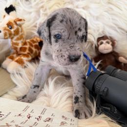 Slider - Merle male Great Dane puppy in Climax, Michigan from Beaver Creek Danes