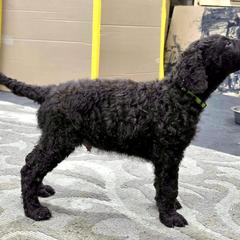 Curly-Coated Retriever Puppies from Betacoil Curly Coated Retrievers