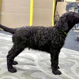 Curly-Coated Retriever Puppies from Betacoil Curly Coated Retrievers