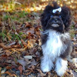 Companion Cross, Havanese, Mal-Shi, Maltese, Maltipoo, Morkie, and Shih Tzu Puppies from Seeking Shalom Acres Maltese, Maltipoos & Havamalts