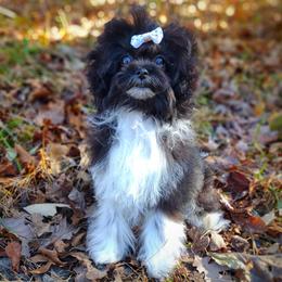 Companion Cross, Havanese, Mal-Shi, Maltese, Maltipoo, Morkie, and Shih Tzu Puppies from Seeking Shalom Acres Maltese, Maltipoos & Havamalts