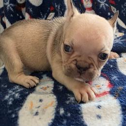 Darla - Cream female French Bulldog puppy in Manchester, Iowa from Stogdill's Baby Bullies