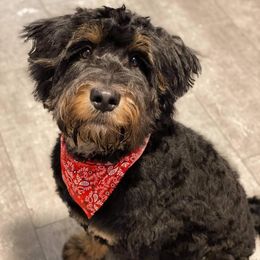 Aussiedoodles, Bernedoodles, and Goldendoodles from Imels Doodles