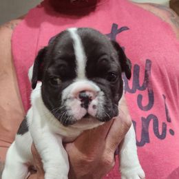 French Bulldogs from River City