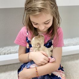 Australian Labradoodle Puppies from Salona Australian Labradoodles