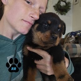 Boss - Black and mahogany Rottweiler puppy in Tangent, Oregon from Raya's Royals