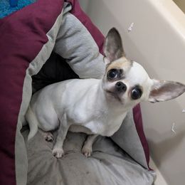 Ruthie - Chihuahua